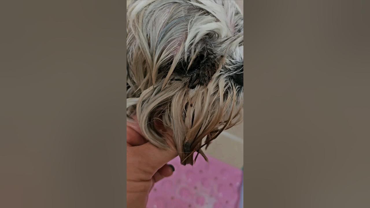 How to remove hard dried eye boogers, Shihtzu grooming YouTube