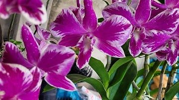 săn chớp ưu đãi