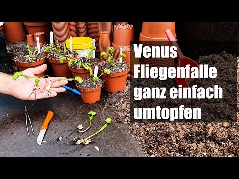 Video: Soll ich meine Venusfliegenfalle umpflanzen?