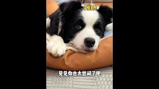 见见：我还用去上学？#边牧 #狗狗的心思都写在脸上了
