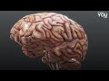 Visualizing the Human Brain