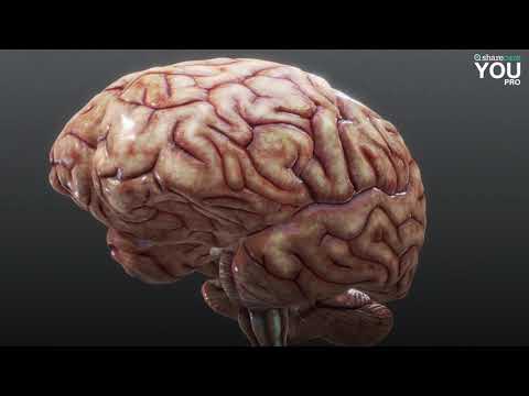 Video: Vilken del av hjärnan aktiverar visualisering?