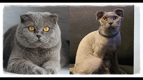 Watch the video about Bought a Scottish Fold CAT & Expectations vs Reality
