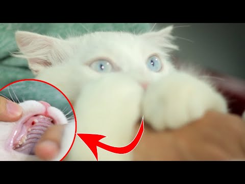 Video: How Kittens' Teeth Change