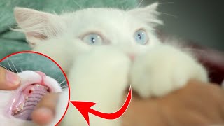 Kittens Losing Baby Teeth
