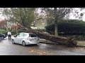 Dangerous Idiots Tree Cutting Fails With Chainsaw, Big Tree Falling On Car Pathetic