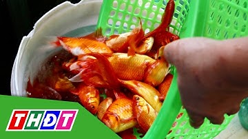 Nhộn nhịp chợ cá Tết tiễn ông Công ông Táo về trời | THDT