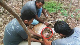 Wildlife Officials Treated The Injured Deer | Best Wild Animal Treatment | Animal Rescue | Deer