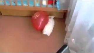 Balon Patlayınca Ne Yapacağını Şaşıran Tavşan