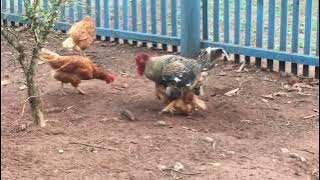 Galo cruzando com a galinha