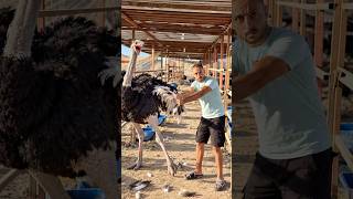 عامل المزرعة باع الريش والعلف ف غيابي  وشوية وكان هيعمل علينا عرض 😳حصل ايه  #احمد_السيد