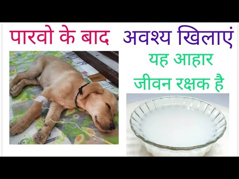 Parvo Virus Recovery Diet Plan for Puppy by Dr.SKMishra in Hindi