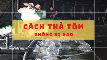 Cách Thả Tôm Không Bị Hao - Cách Tăng Tỷ Lệ Sống Khi Thả Tôm | Nguyễn Minh Quốc #12