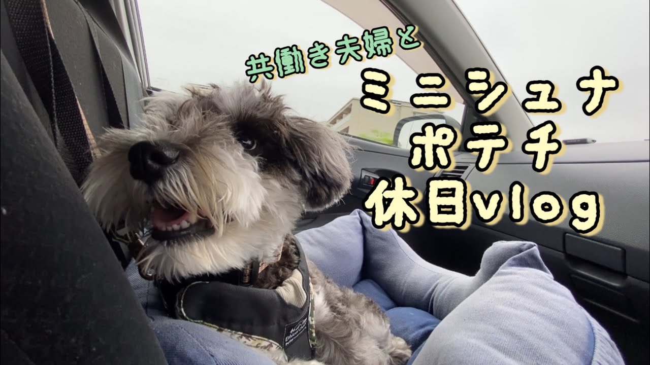 【ミニチュアシュナウザー】共働き夫婦|休日|vlog