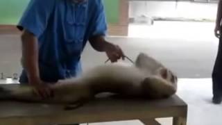 Monkey Push Ups Exercise   Funny Push Up Monkey Exercise