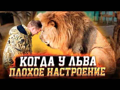 У льва Чука ПЛОХОЕ НАСТРОЕНИЕ ! The lion has a BAD MOOD!