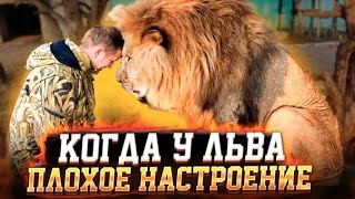 У льва Чука ПЛОХОЕ НАСТРОЕНИЕ ! The lion has a BAD MOOD!