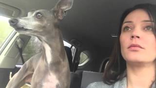 Italian greyhound will not be ignored when she wants affection – Part 2 by Sterling The Iggy 6,712 views 8 years ago 1 minute, 52 seconds