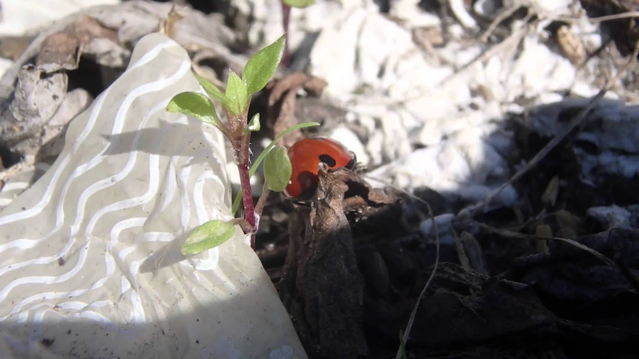 The Scott Penman Show. no.9 staring Ben Grove & Tom Cruise