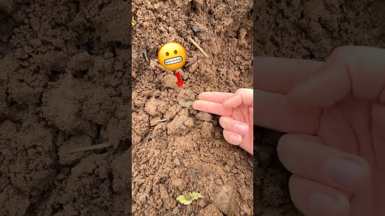 Что я нашёл?  