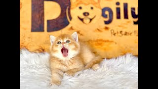 Mèo Golden là mèo gì? Nguồn gốc, đặc điểm, bảng màu và cách phối giống by MeowGo Pets Farm | Chomeocanh 286 views 5 months ago 1 minute, 24 seconds