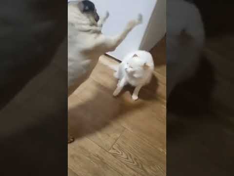 OMG Fight # funny animals