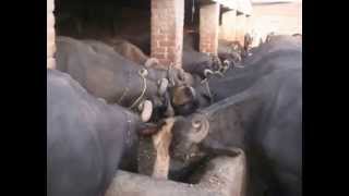 Cattle And Dairy FARM 18 OCT 2009 Sharar Pur Sharif Pakistan