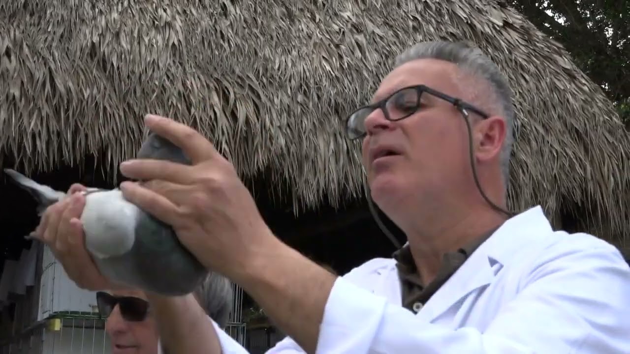 exposicion del palomo jiennense 2023