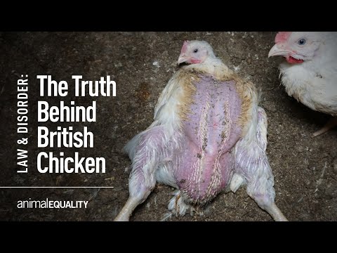 Vídeo: As galinhas Oakham são criadas ao ar livre?