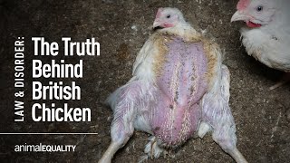 The Truth Behind Chicken Farming In The UK screenshot 4
