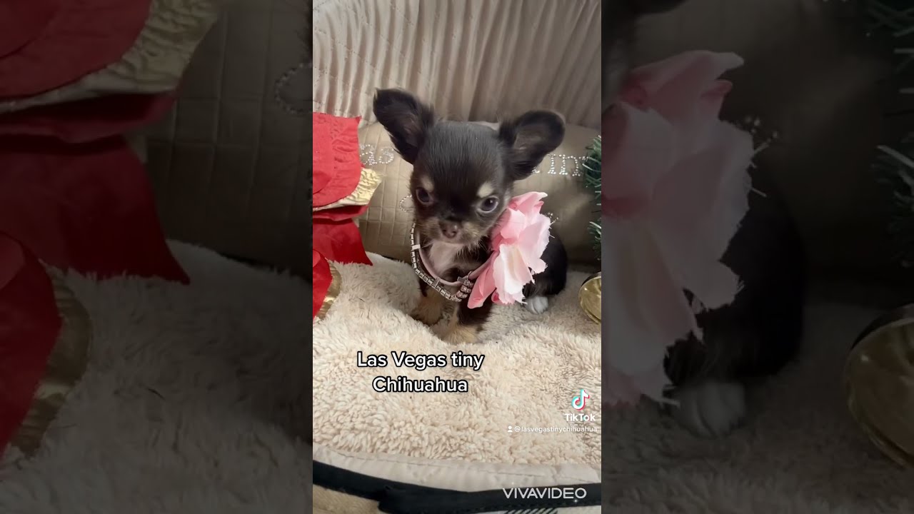 Tiny Chocolate Longhair Chihuahua Las Vegas
