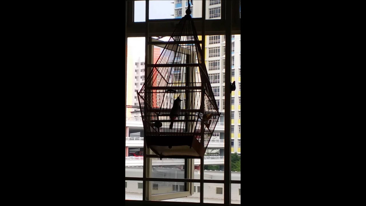 Monster jambul 00011