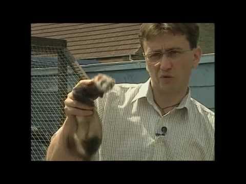 Video: Rabies Di Ferrets