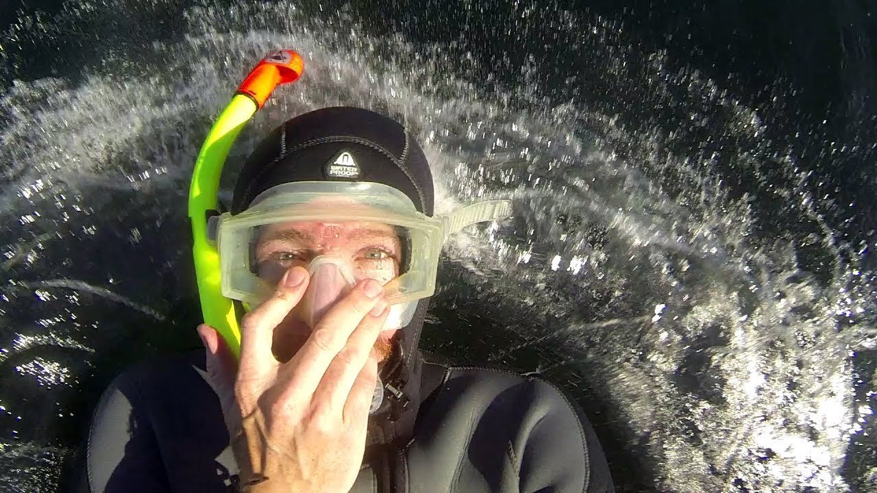 Swimming With Seals Fluid Imagery