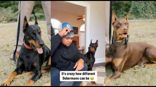 What would you do in this situation 👀😳 Knox, Bear, Jr and Suavexavier 😂 Funniest Dog