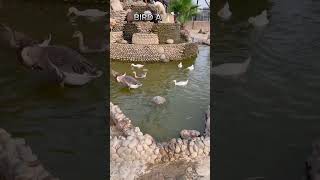 VISITING ZOO B-17 ISLAMABAD | ZOO #zoo #ytshorts #tiger #islamabad #b17islamabad #b17multigarden