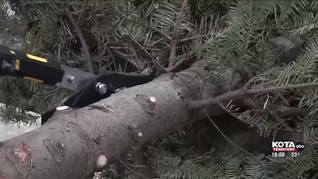 The Club for Boys hosting 42nd annual Christmas tree sale
