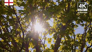 4K Nature Tree Background | Southend-on-Sea | Relaxing Ambient Wallpaper | 449 screenshot 4