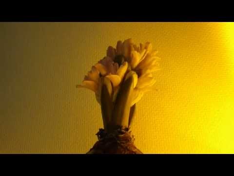 【タイムラプス】ヒヤシンスの開花