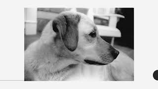 Photography I And Ii Final 2018