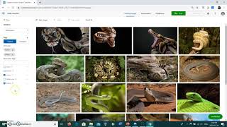 Celebrity How to use Customvision to create an Simple Image Classifier Wealth