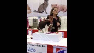 Manx - CFA Cat Show by kitcattery 340 views 12 years ago 1 minute, 10 seconds