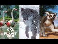 Planet Zoo - Mais um dia incrível no Zoo, Gorilas, Gaviais, Crocodilos e NOVA VOTAÇÃO aberta.