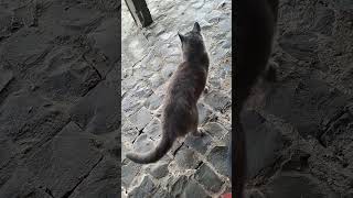 Massima all'erta la coda segnale pericoli in arrivo, gatta fantastica. Accade nel Paradiso campagna