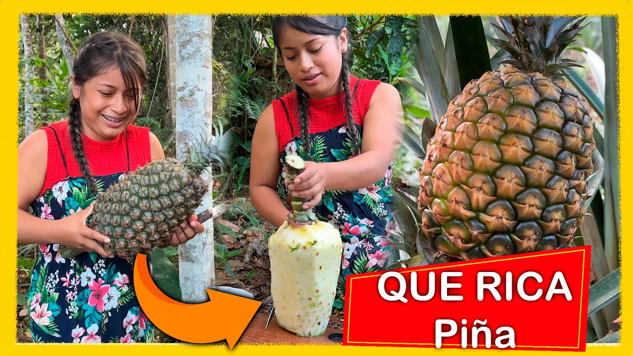 Cosechando deliciosas piñas - YouTube