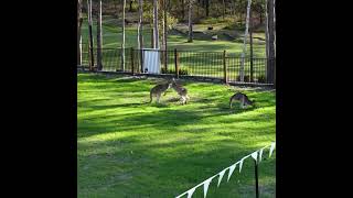 Brookwater Dress Circle  - Sovereign