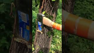 Controlling Invasive Tree-of-Heaven with Hack-and-Squirt Method