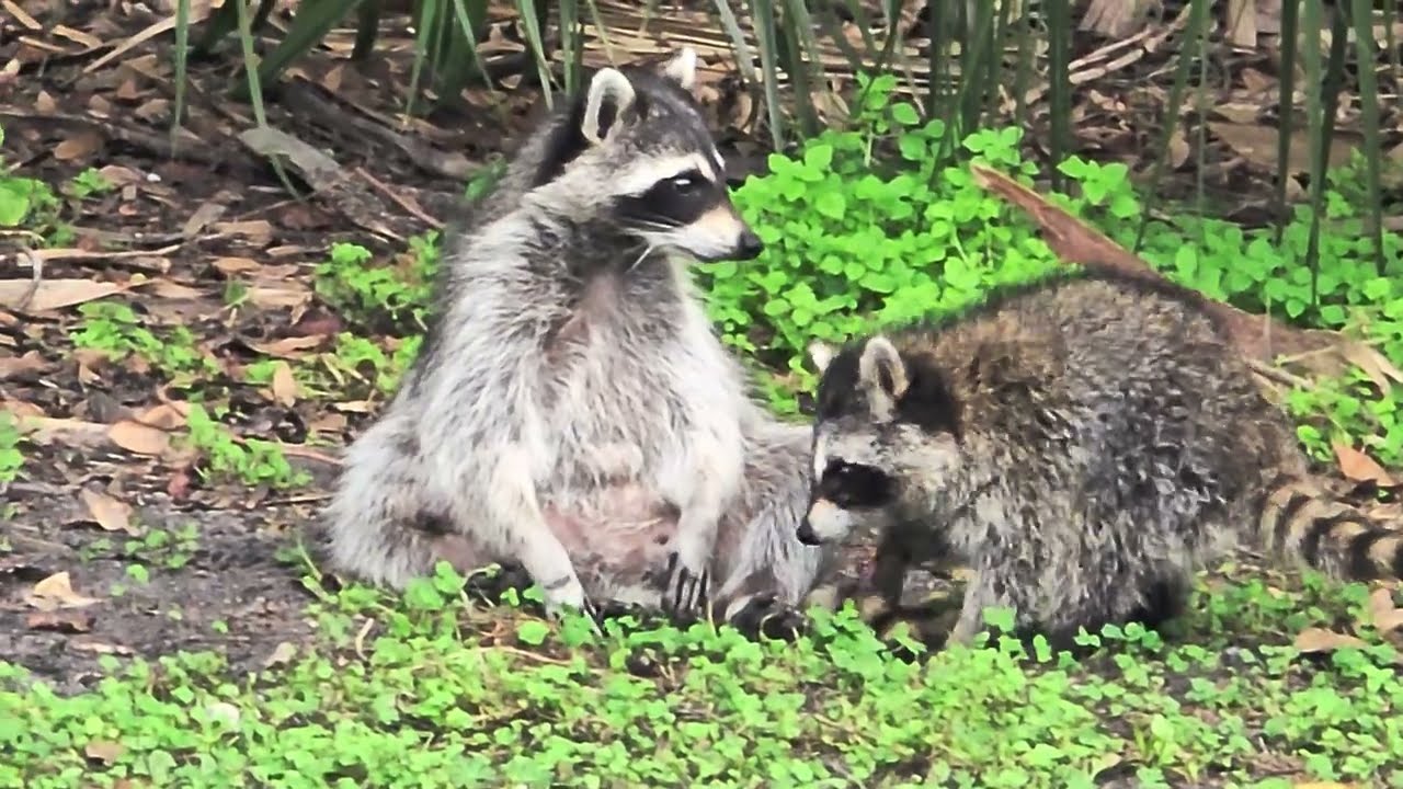 Raccoon Mama Teaching Her Babies 