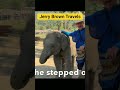 In Our 70s Traveling The World And Adventure Seekers Jerrybrowntravels Elephant Wildlife In Our 70s Traveling The World And Adventure Seekers Jerrybrowntravels Elephant Wildlife