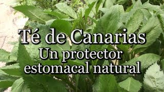 Té de Canarias: Un protector estomacal natural (con Josep Pàmies)